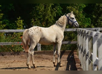 KWPN, Mare, 7 years, 16,2 hh, Chestnut