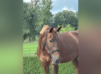 KWPN, Mare, 7 years, 16.2 hh, Chestnut