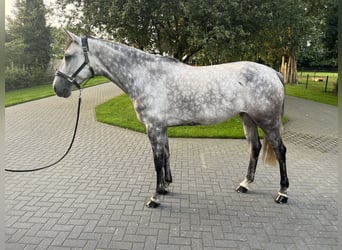 KWPN, Mare, 7 years, 16.2 hh, Gray