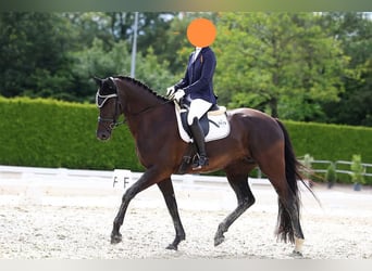 KWPN, Mare, 7 years, 16.2 hh, Smoky-Black