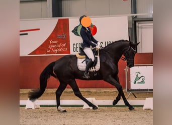 KWPN, Mare, 7 years, 16.2 hh, Smoky-Black