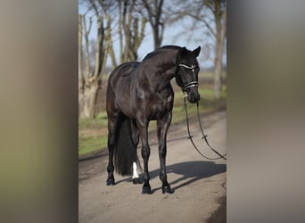 KWPN, Mare, 7 years, 16.2 hh, Smoky-Black