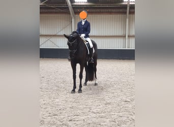 KWPN, Mare, 7 years, 16.2 hh, Smoky-Black