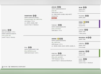 KWPN, Mare, 7 years, 16.3 hh, Black KWPN, Mare, 7 years, 16.3 hh, Black