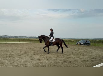 KWPN, Mare, 7 years, 16.3 hh, Black KWPN, Mare, 7 years, 16.3 hh, Black