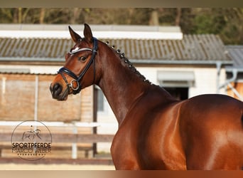 KWPN, Mare, 7 years, 16.3 hh, Brown