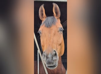 KWPN, Mare, 7 years, 16,3 hh, Brown