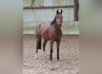 KWPN, Mare, 7 years, 16,3 hh, Brown