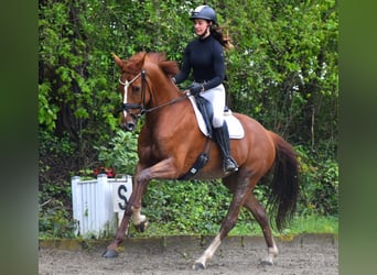 KWPN, Mare, 7 years, 16.3 hh, Chestnut-Red