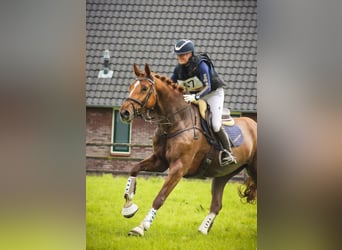 KWPN, Mare, 7 years, 16.3 hh, Chestnut-Red