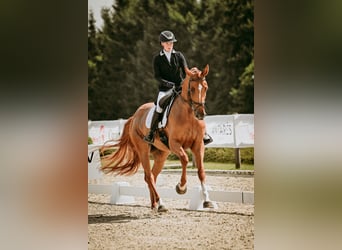 KWPN, Mare, 7 years, 16.3 hh, Chestnut-Red