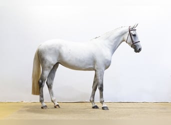 KWPN, Mare, 7 years, 16.3 hh, Grey
