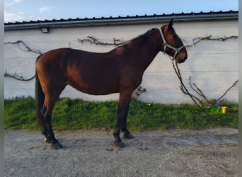 KWPN, Mare, 7 years, 16 hh, Brown