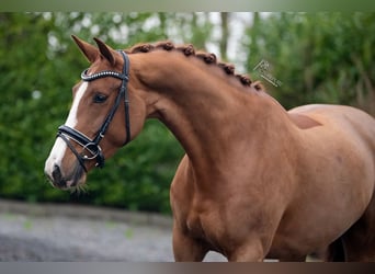 KWPN, Mare, 7 years, 16 hh, Brown-Light