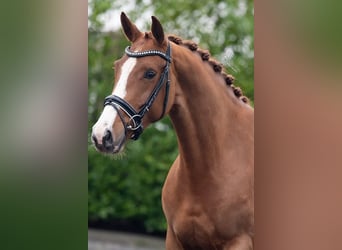 KWPN, Mare, 7 years, 16 hh, Brown-Light