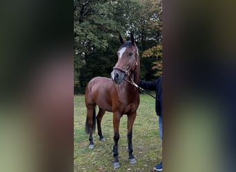 KWPN, Mare, 7 years, 16 hh, Brown