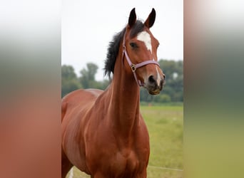 KWPN, Mare, 7 years, 16 hh, Brown