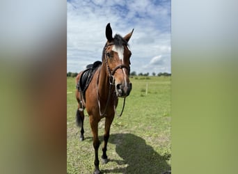 KWPN, Mare, 7 years, 16 hh, Brown