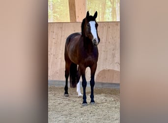 KWPN, Mare, 7 years, 16 hh, Brown