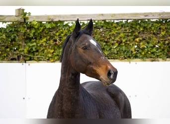 KWPN, Mare, 7 years, 16 hh, Brown