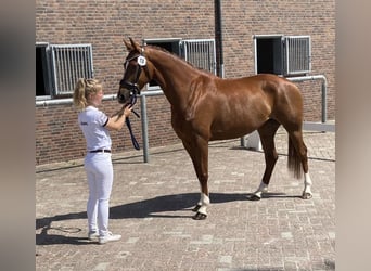 KWPN, Mare, 7 years, 16 hh, Chestnut-Red