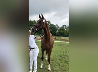 KWPN, Mare, 7 years, 16 hh, Chestnut-Red