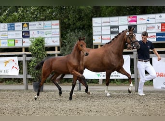 KWPN, Mare, 7 years, 16 hh, Chestnut-Red