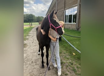 KWPN, Mare, 7 years, 16 hh, Chestnut-Red