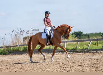 KWPN, Mare, 7 years, 16 hh, Chestnut-Red
