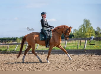 KWPN, Mare, 7 years, 16 hh, Chestnut-Red
