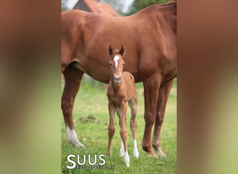 KWPN, Mare, 7 years, 16 hh, Chestnut-Red