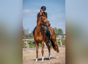 KWPN, Mare, 7 years, 16 hh, Chestnut-Red
