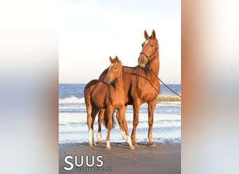 KWPN, Mare, 7 years, 16 hh, Chestnut-Red