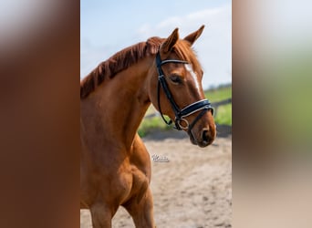 KWPN, Mare, 7 years, 16 hh, Chestnut-Red