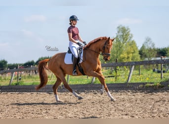 KWPN, Mare, 7 years, 16 hh, Chestnut-Red