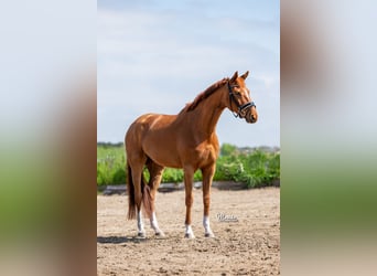 KWPN, Mare, 7 years, 16 hh, Chestnut-Red