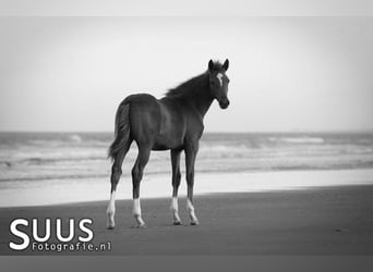 KWPN, Mare, 7 years, 16 hh, Chestnut-Red