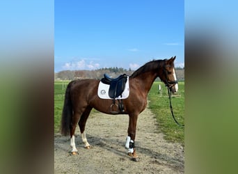 KWPN, Mare, 7 years, 16 hh, Chestnut-Red