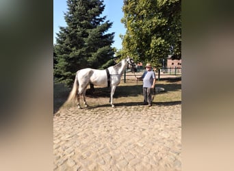 KWPN, Mare, 7 years, 16 hh, Gray