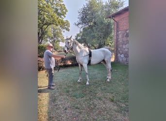 KWPN, Mare, 7 years, 16 hh, Gray