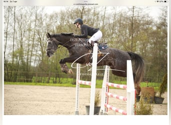 KWPN, Mare, 7 years, 16 hh, Gray