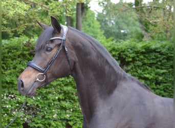 KWPN, Mare, 7 years, 16 hh, Smoky-Black