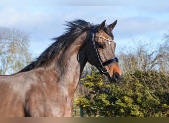 KWPN, Mare, 7 years, 16 hh, Smoky-Black