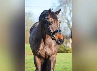 KWPN, Mare, 7 years, 16 hh, Smoky-Black