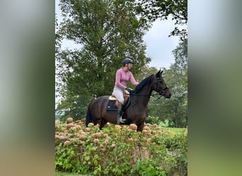 KWPN, Mare, 7 years, 16,1 hh, Bay-Dark