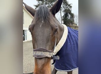 KWPN, Mare, 7 years, 16,1 hh, Bay-Dark