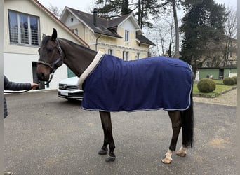 KWPN, Mare, 7 years, 16,1 hh, Bay-Dark