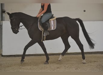 KWPN, Mare, 7 years, 16,1 hh, Black