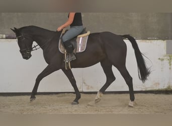KWPN, Mare, 7 years, 16,1 hh, Black