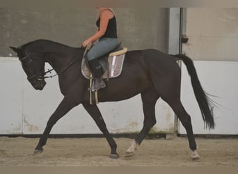 KWPN, Mare, 7 years, 16,1 hh, Black